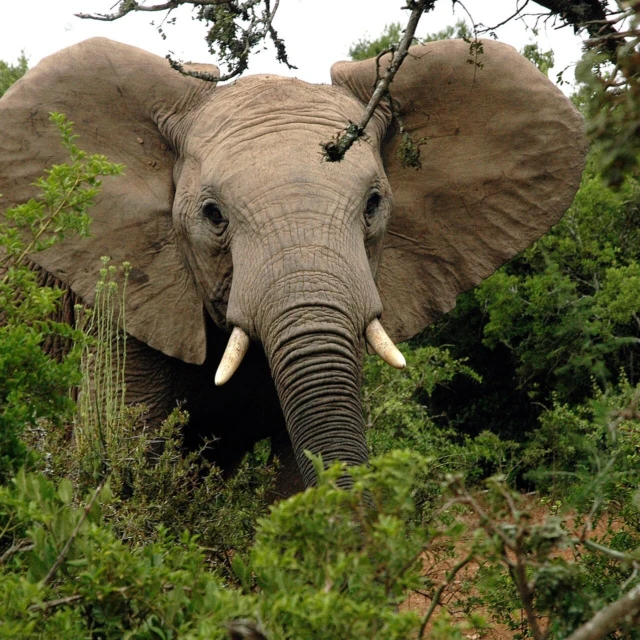🇿🇦 GRAVEL ADVENTURE SOUTH AFRICA 

Vom Addo Nationalpark bis nach Kapstadt!

Stell dir vor: Safari zwischen Elefanten und wilden Tieren , endlose Gravelroads, atemberaubende Landschaften, der Indische Ozean, Weinberge und zum krönenden Abschluss das legendäre Cape Town Cycle Tour – Cape Town Argus! 

Wir fahren auf breiten, einfachen Schotterstraßen, kombiniert mit Straßenabschnitten – keine schwierigen Trails, keine technischen Passagen. Deshalb ist das Abenteuer auch für weniger erfahrene Gravel-Fahrer geeignet. Und natürlich kannst du die Tour genauso gut mit dem MTB fahren. 

2–3 Leistungsgruppen, regelmäßige Pausen und ein Begleitfahrzeug bei ca. der Hälfte jeder Etappe sorgen dafür, dass jeder die Reise in seinem Tempo genießen kann.

Auch Nicht-Radfahrer sind herzlich willkommen! 
Begleitpersonen und Ehepartner können im Begleitfahrzeug mitreisen und gemeinsam mit uns dieses einzigartige Abenteuer mit herrlichen Abenden erleben.

🌴 Ruhetage in Knysna & Hermanus
🐘 Safari im Addo Nationalpark
🚴 Gravel-Abenteuer quer durch Südafrika
🏁 Finale beim Cape Town Argus

Eine Reise, die man nicht einfach nur fährt – man erlebt sie!
